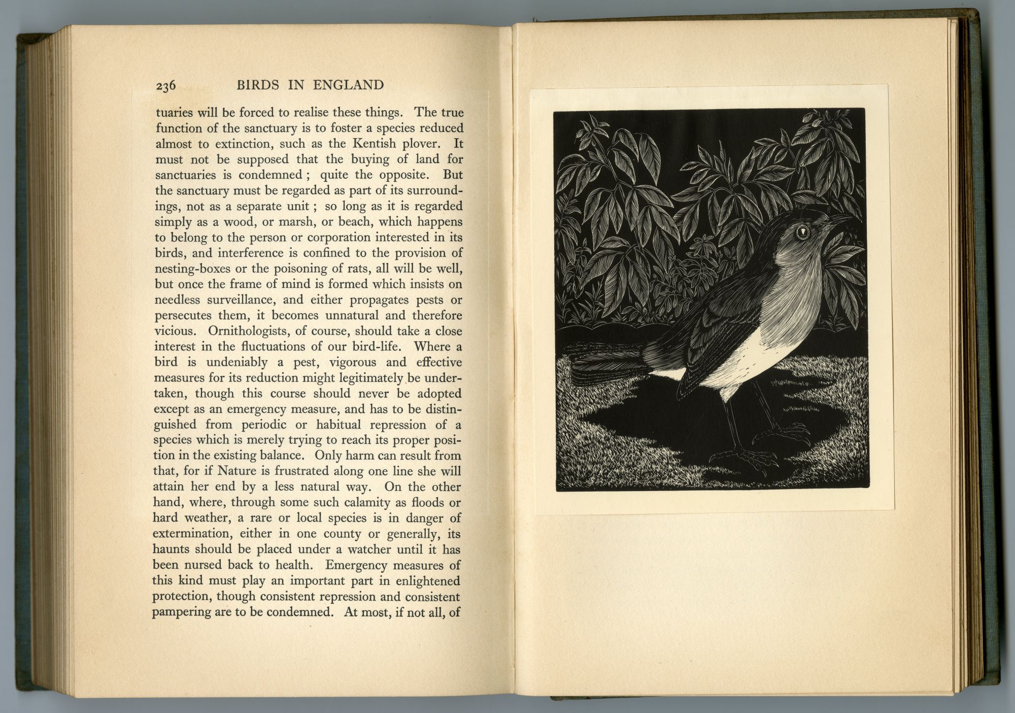 『BIRDS IN ENGLAND』（1926年、CHAPMAN AND HALL）のページから05